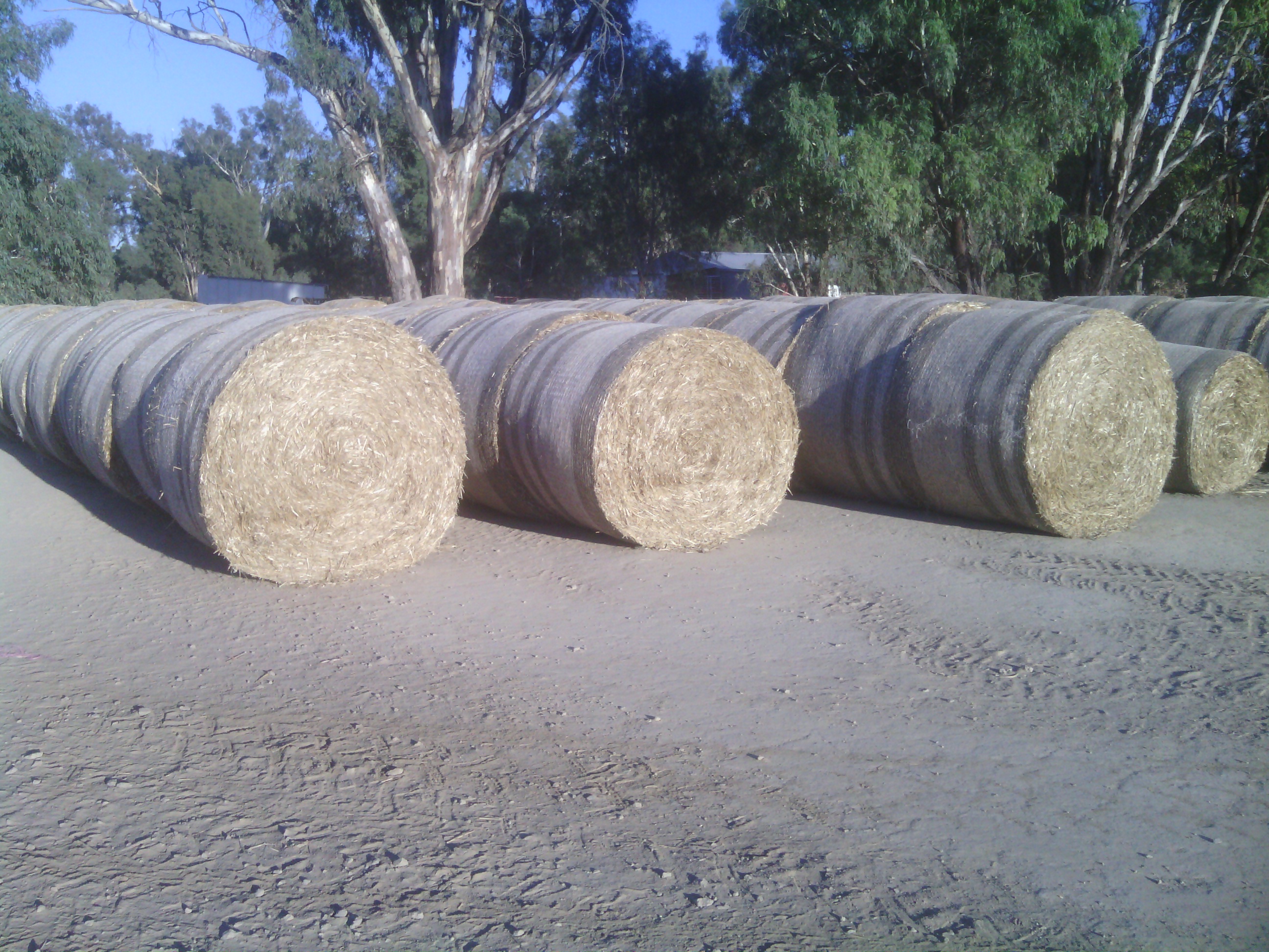 90 wheaten straw 5x4 rolls Hay & Fodder Straw For Sale